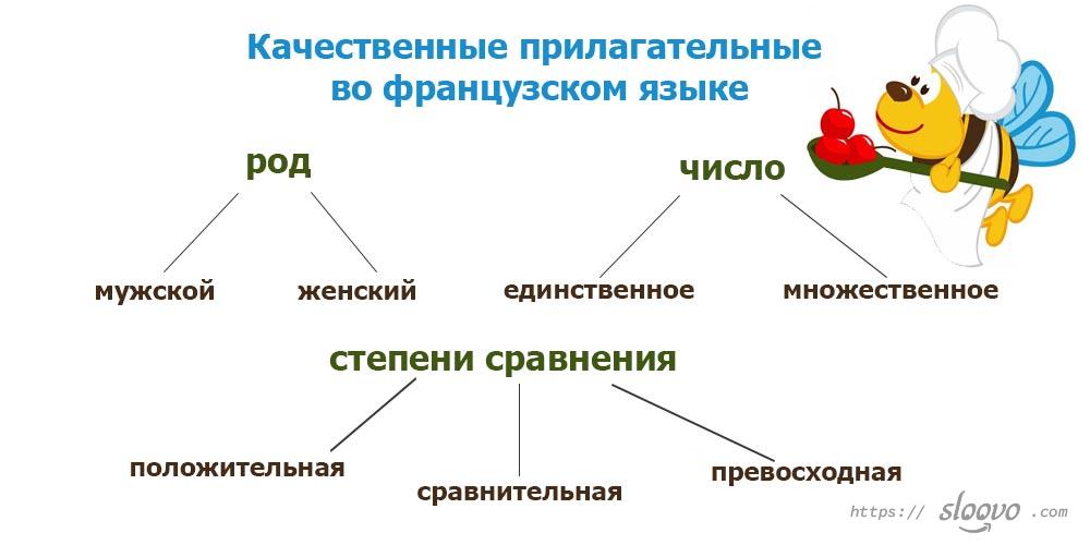 Качественные прилагательные во французском языке