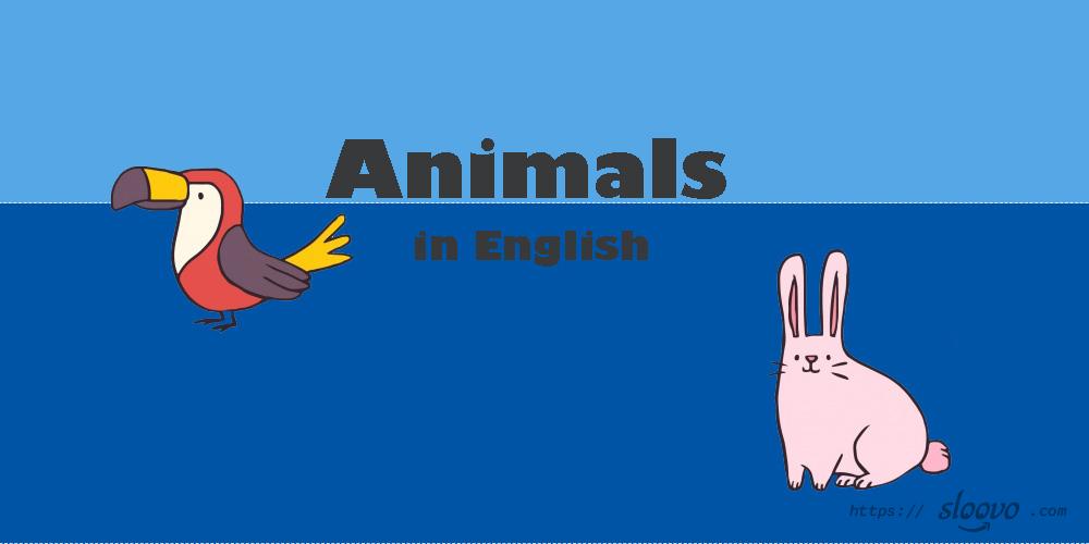 Животные на английском языке