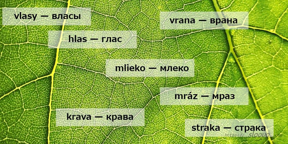 Интересные словацкие слова. Грамотный перевод на словацкий