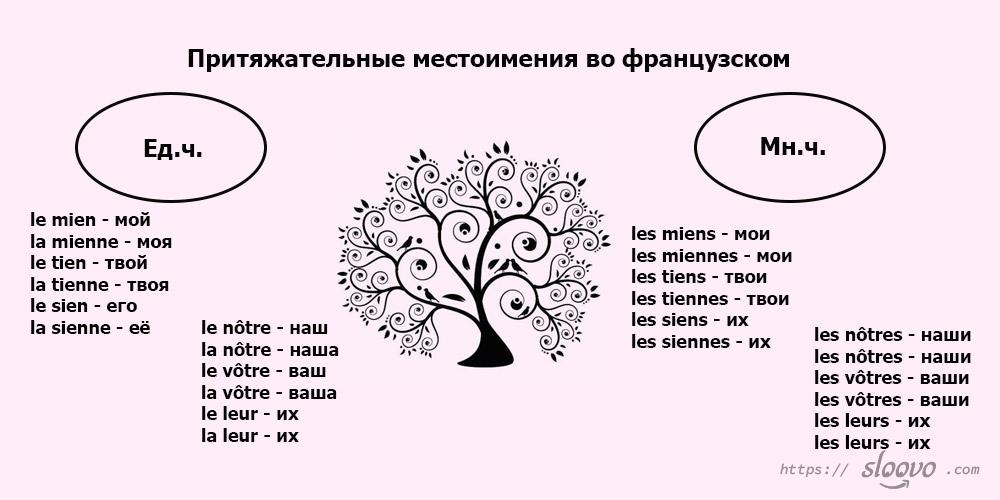 Притяжательные местоимения французский