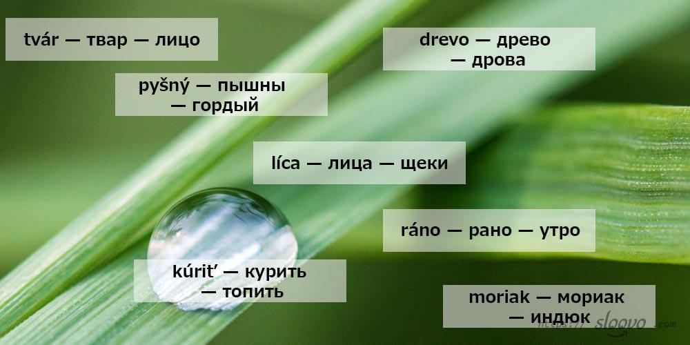 Слова на словацком языке, похожие на русские. Перевод со словацкого